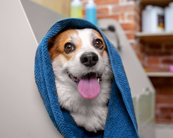 Bathing & Grooming Services | Grayson