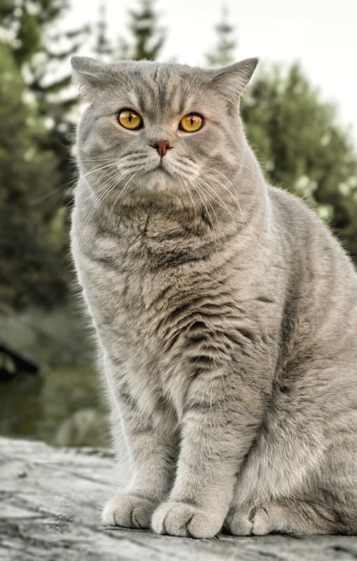 Welcome to All Creatures Veterinary Care | Grayson Vet Hospital
