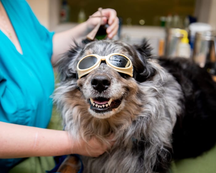 Cold Laser Therapy, Grayson Veterinarians