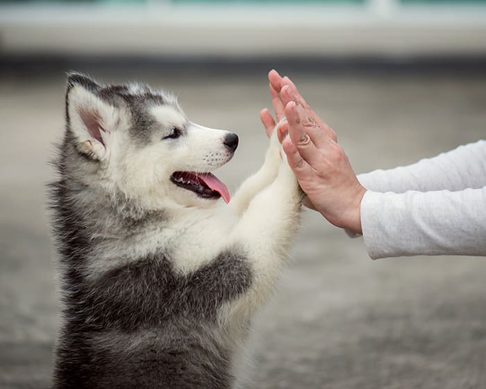 Puppies & Kittens, Grayson Veterinarians